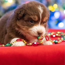 Gouda - Red tri-color female Miniature American Shepherd puppy in Groesbeck, Texas from Empire Miniature American Shepherds