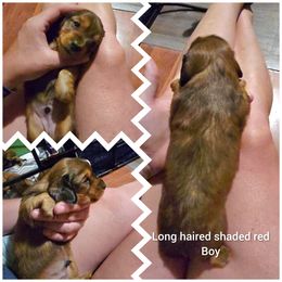 Longhaired shaded red - Red male Dachshund puppy in Vernonia, Oregon from Living Hope Dobies and Doxies