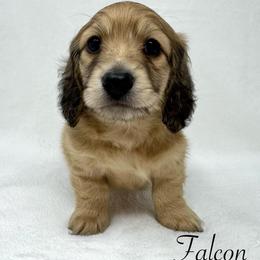 Falcon - Cream male Dachshund puppy in Pulaski, Tennessee from Billboard Doxies