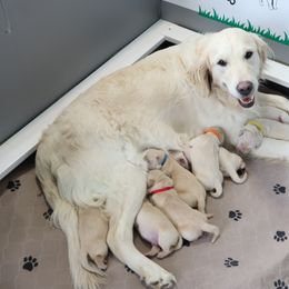 Golden Retriever Puppies from Ruff Life Goldens