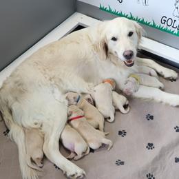 Golden Retriever Puppies from Ruff Life Goldens