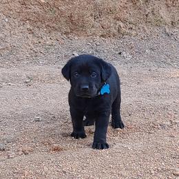 Labrador Retriever Puppies from Labrador Trails