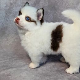 Pomsky Puppies from Pomsky Florida