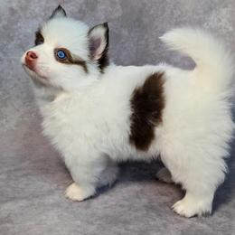 Pomsky Puppies from Pomsky Florida
