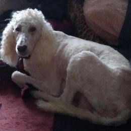 Libby - Goldendoodle