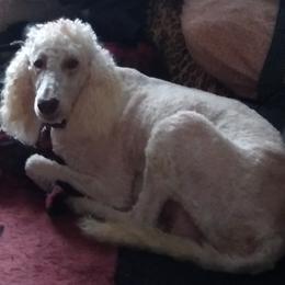 Libby - Goldendoodle