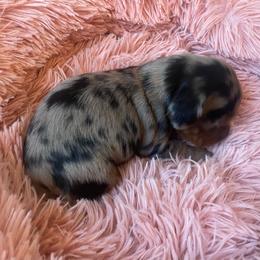 Bean - Dapple female Dachshund puppy in Trenton, Florida from Tweenie Weenie Dachshunds