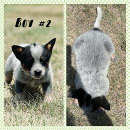 Boy 2 - Blue speckled male Australian Cattle Dog puppy in Prague, Oklahoma from S&B Cattle Co.