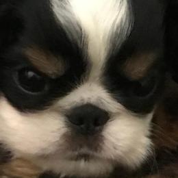 Cavalier King Charles Spaniels and English Toy Spaniels from Debra Dyjak