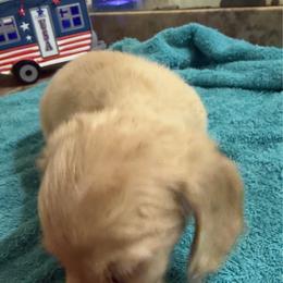 Boy 1 - Cream male Dachshund puppy in Mount Pleasant, Texas from Swaffords Dachshund Kingdom