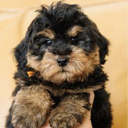 MALE Mini Multigenerational Bernedoodle 'Buzz' Orange Collar - Phantom male Bernedoodle puppy in Kamas, Utah from A + E Farms