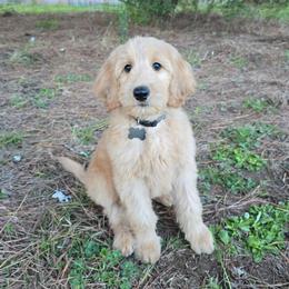 Lance - Apricot male Goldendoodle puppy in Georgetown, Tennessee from Georgetown Designer & Purebred Puppies