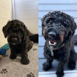 Bernedoodle and Cockapoo Puppies from Doodles of Joy
