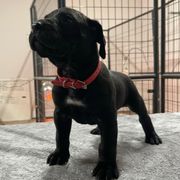Red collar - Perro de Presa Canario puppy from Space City Presas
