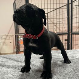 Red collar - Perro de Presa Canario puppy from Space City Presas