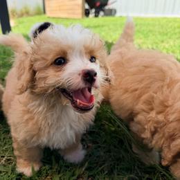 Baylor - Yellow and white male Bernedoodle puppy in Port Saint Lucie, Florida from Eastside Paws LLC