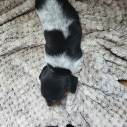 AKC Aurora - Piebald female Dachshund puppy in Geneva, Florida from TGIF Doxies