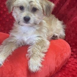Joline - Black & tan tri-color female Morkie puppy in Silverhill, Alabama from Malteseuluv’s Tiny Treasurers