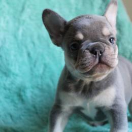 French Bulldog Puppies from Mt Olympus Frenchies