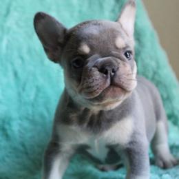 French Bulldog Puppies from Mt Olympus Frenchies