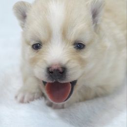 Dill - White male Pomsky puppy in Krum, Texas from Paw-Some Pomskies