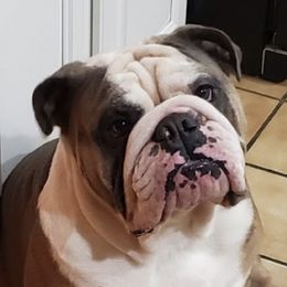 Bulldogs from Jones Boxers & Bulldogs