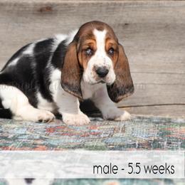Luke - Black white and brown male Basset Hound puppy in Jefferson City, Missouri from Triple Hill Farm