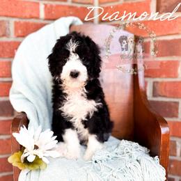 Diamond - Black and white female Aussiedoodle puppy in Corydon, Indiana from Ridgeline Doodles