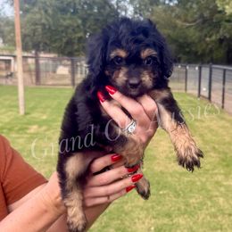 Opel - Black phantom female Aussiedoodle puppy in Weatherford, Texas from Grand Ole Aussies