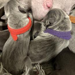French Bulldog Puppies from Michelle’s Frenchies
