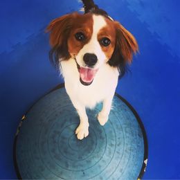 Nederlandse Kooikerhondje Puppies from LoWi kooikers