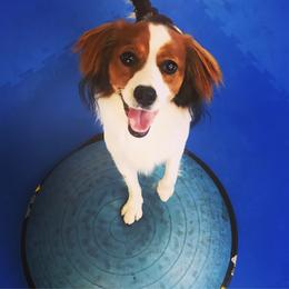 Nederlandse Kooikerhondje Puppies from LoWi kooikers