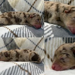 Rip - Red merle male Australian Shepherd puppy in Nicholasville, Kentucky from Sugar Creek Aussies