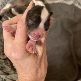 Liver Tan Parti 1 - Parti female Miniature Schnauzer puppy in Malvern, Arkansas from Deep South Miniature Schnauzers
