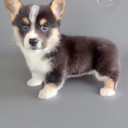 American Corgi and Pembroke Welsh Corgi Puppies from High Cotton Corgis