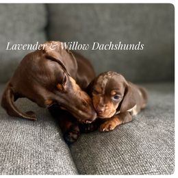 Dachshund Puppies from Lavender and Willow Dachshunds