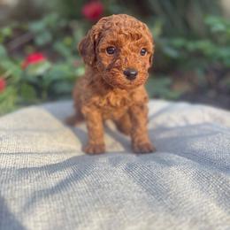 Justice - Red  male Poodle puppy in Utica, Ohio from Poodle Me Crazy