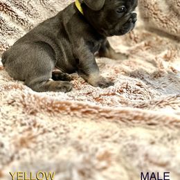 French Bulldog Puppies from Copa Frenchies