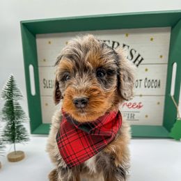 Aussiedoodle, Australian Mountain Doodle, and Bernedoodle Puppies from Magnolia Grove Farms