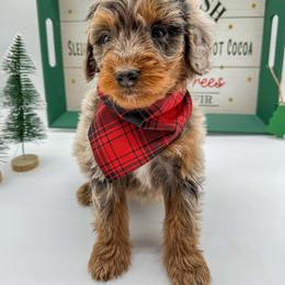 Aussiedoodle, Australian Mountain Doodle, and Bernedoodle Puppies from Magnolia Grove Farms