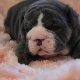 Shirley - Blue tri-color female Bulldog puppy in Caledonia, New York from Raise The Woof Bulldogs