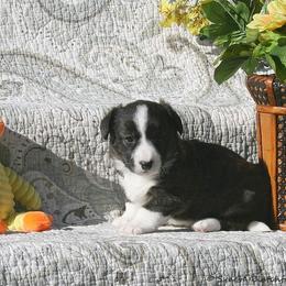 Lovey - Brindle and white female Cardigan Welsh Corgi puppy in Paonia, Colorado from Electric Mountain Cardigan Corgis