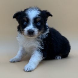 Tanya - Black tri-color female Australian Shepherd puppy in Porterville, California from Wild Oak Farms