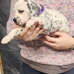 Girl 4 purple LUA - White and black female Dalmatian puppy in Nelsonville, Ohio from Woofter Dalmatians