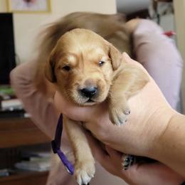 Purple girl - Dark golden female Golden Retriever puppy in Merino, Colorado from High Plains Goldens