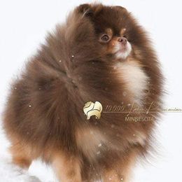 Lucius - Pomeranian