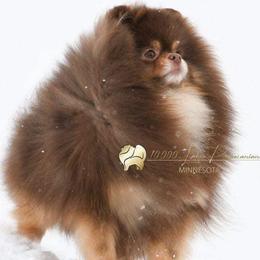 Lucius - Pomeranian