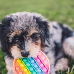 Assorted Doodle Crosses and Aussiedoodles from Louisiana Doodles LLC