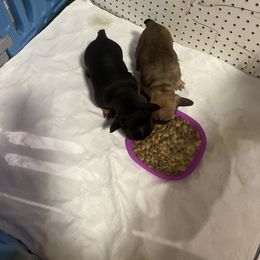 French Bulldog Puppies from Stratton Kennel