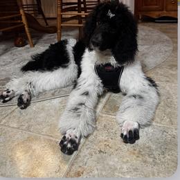 Goldendoodle and Poodle All Grown Up from Stelladoodles & Company